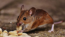 24 Hour & Emergency Exterminators in Cubero, NM